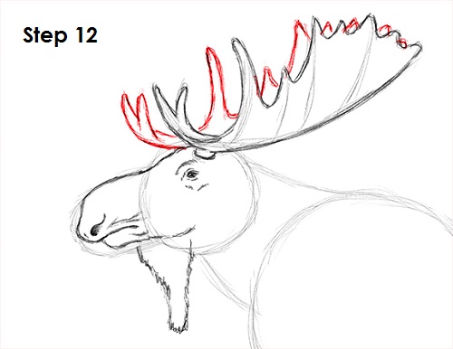 500x386 How To Draw A Moose - Antlers Drawing