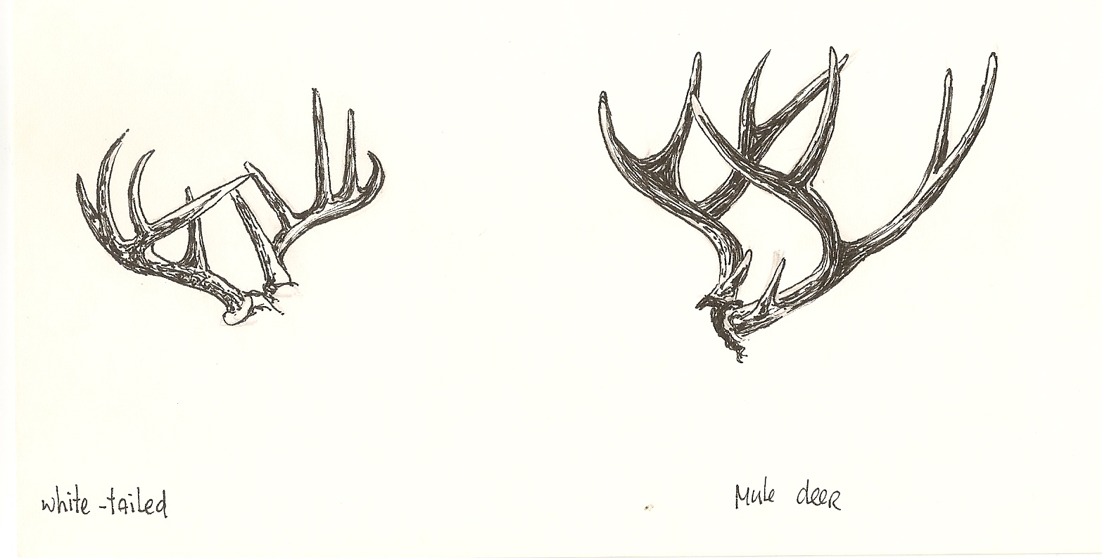 1566x793 whitetail deer antlers drawing - Antlers Drawing