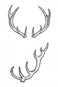 202x302 How To Draw Deer Step Sketches! Deer Drawing, Drawings, Art - Antlers Drawing