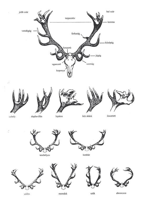 550x755 red deer antler drawings elk tattoo, antler tattoos antler - Antlers Drawing