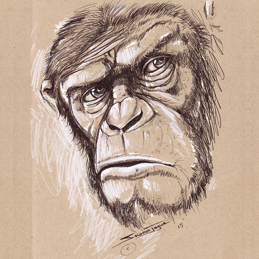 Ape Drawing at Explore collection of Ape Drawing