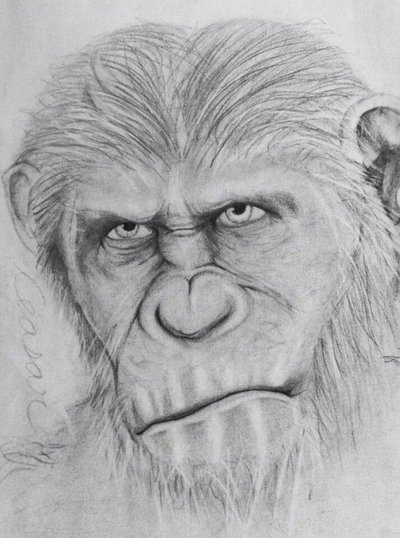 400x538 caesar ape drawing sketch drawing skill - Ape Drawing