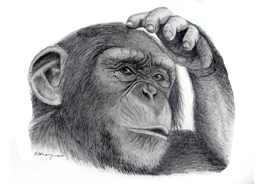 900x646 chimp drawing - Ape Drawing