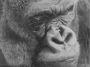 375x278 gorilla drawing - Ape Drawing