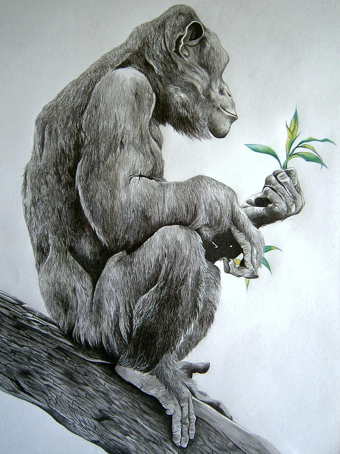 675x900 ape drawing - Ape Drawing