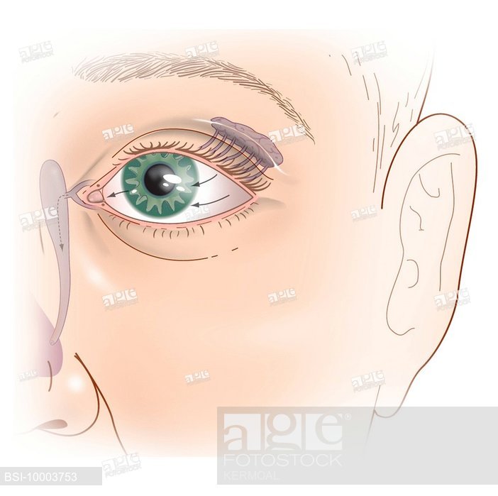 702x699 lacrimal apparatus, drawing, stock photo, picture and rights - Apparatus Drawing