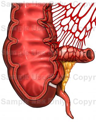 315x400 arterial supply of the cecum and appendix - Appendix Drawing