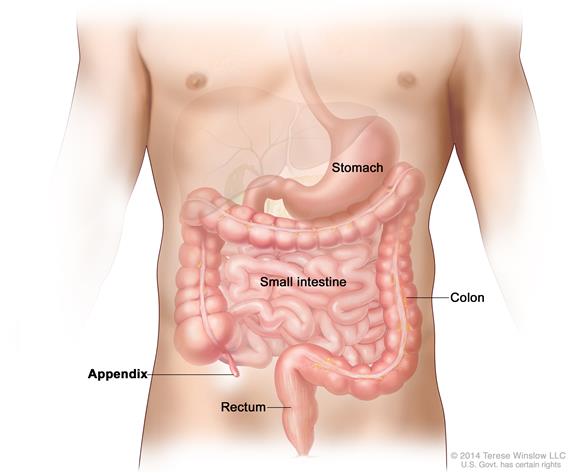 571x473 definition of appendix - Appendix Drawing