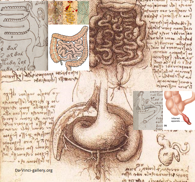 639x598 ellie velinska the voynich manuscript da vinci's appendix - Appendix Drawing