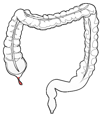 363x407 fileanatomy human appendix in colon - Appendix Drawing