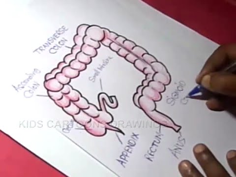 480x360 how to draw human large intestine appendix anatomy drawing - Appendix Drawing