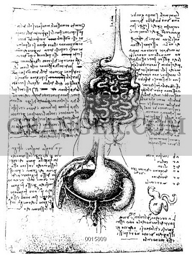 374x500 image of leonardo anatomy - Appendix Drawing