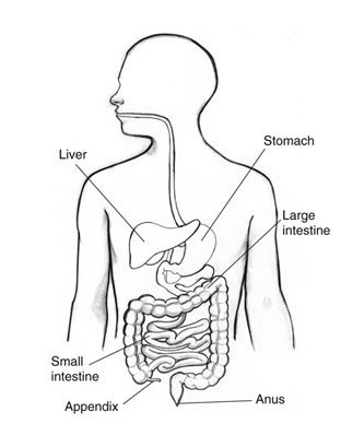 312x398 laparoscopic surgery - Appendix Drawing