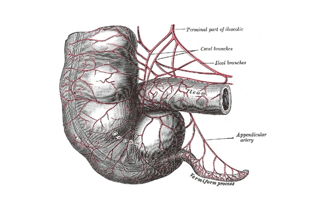 1050x700 reconsidering the role of the appendix jstor daily - Appendix Drawing