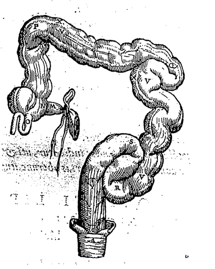 430x538 the anatomy and physiology of the appendix welcome - Appendix Drawing