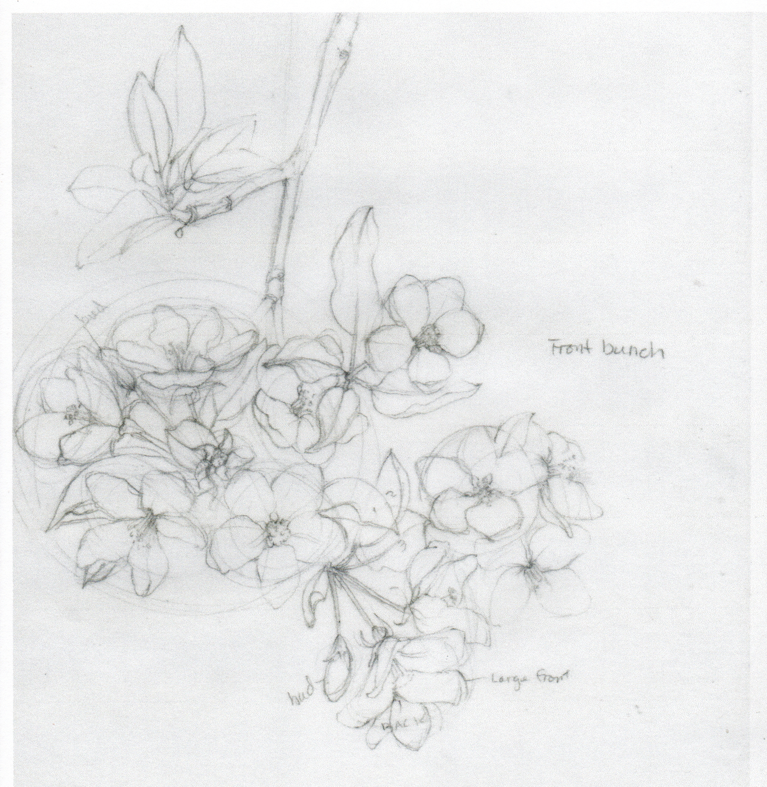 Apple Blossom Drawing At Paintingvalley Com Explore Collection Of Apple Blossom Drawing