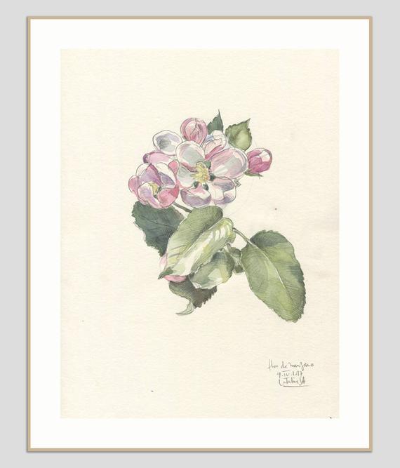 570x667 Apple Blossom Drawing Original Watercolor And Pencil Drawing Etsy - Apple Blossom Drawing