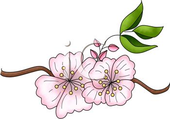350x245 Flower Apple Blossom Fun Pics Images - Apple Blossom Drawing