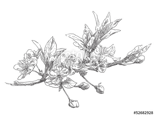 500x373 Hand Drawing Apple Flower Blossom Stock Image And Royalty Free - Apple Blossom Drawing