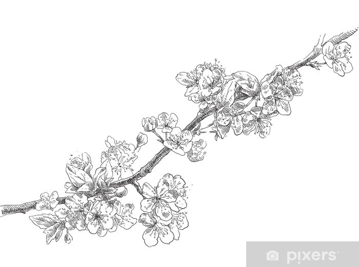 Apple Blossom Drawing at PaintingValley.com | Explore collection of ...