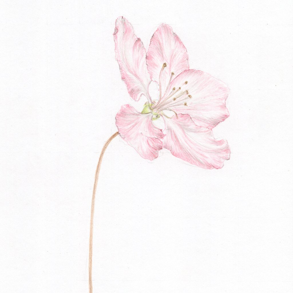 Apple Blossom Drawing At PaintingValley.com | Explore Collection Of ...