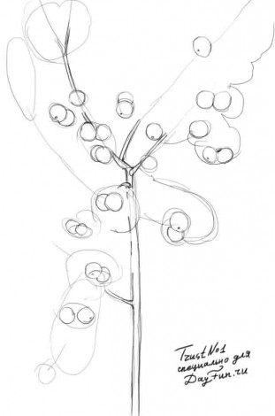 311x470 How To Draw An Apple Blossom - Apple Blossom Drawing