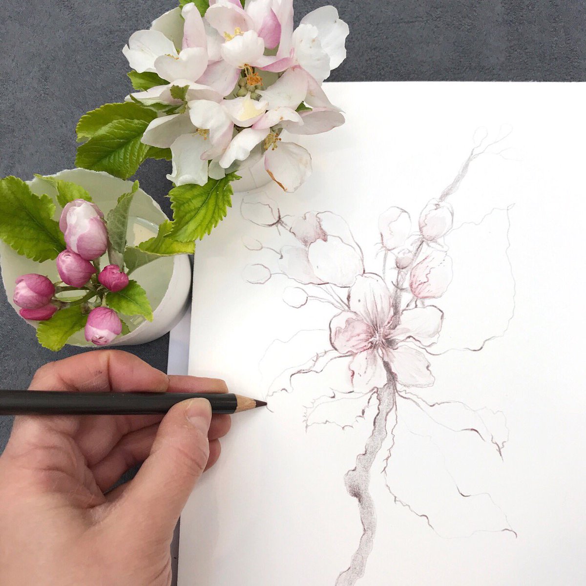 1200x1200 Kerry Lemon On Twitter Apple Blossom Drawing Created During My - Apple Blossom Drawing