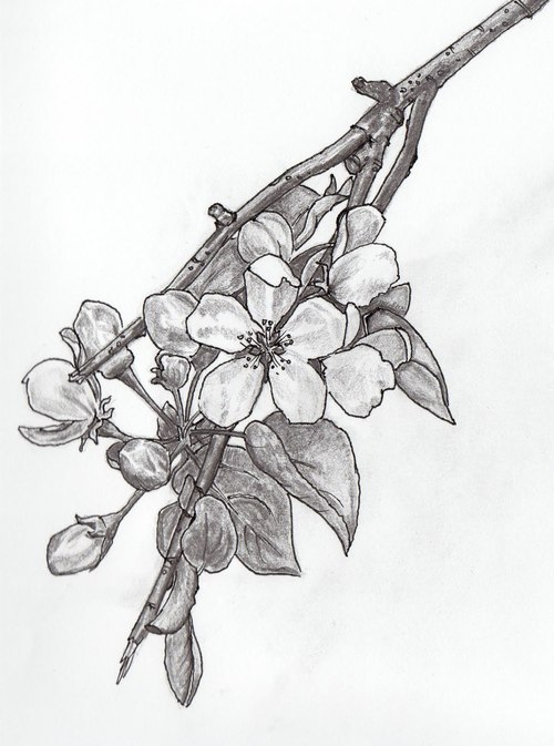 500x673 Apple Blossom Drawing - Apple Blossom Drawing
