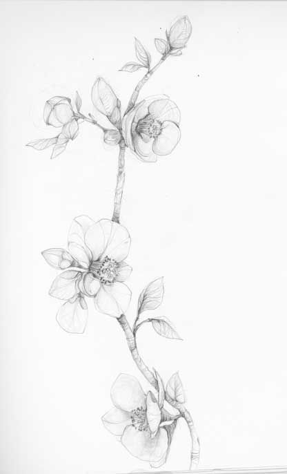 416x686 Art, Drawings, Painting - Apple Blossom Drawing