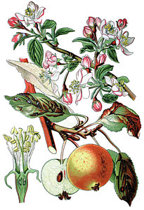 205x300 Apple Blossom Drawings Fine Art America - Apple Blossom Drawing