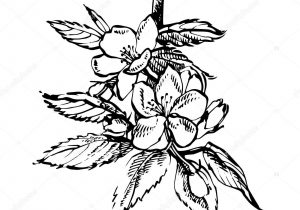 300x210 Apple Blossom Flower Drawing - Apple Blossom Drawing