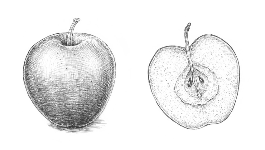 850x480 How To Draw An Apple - Apple Fruit Drawing