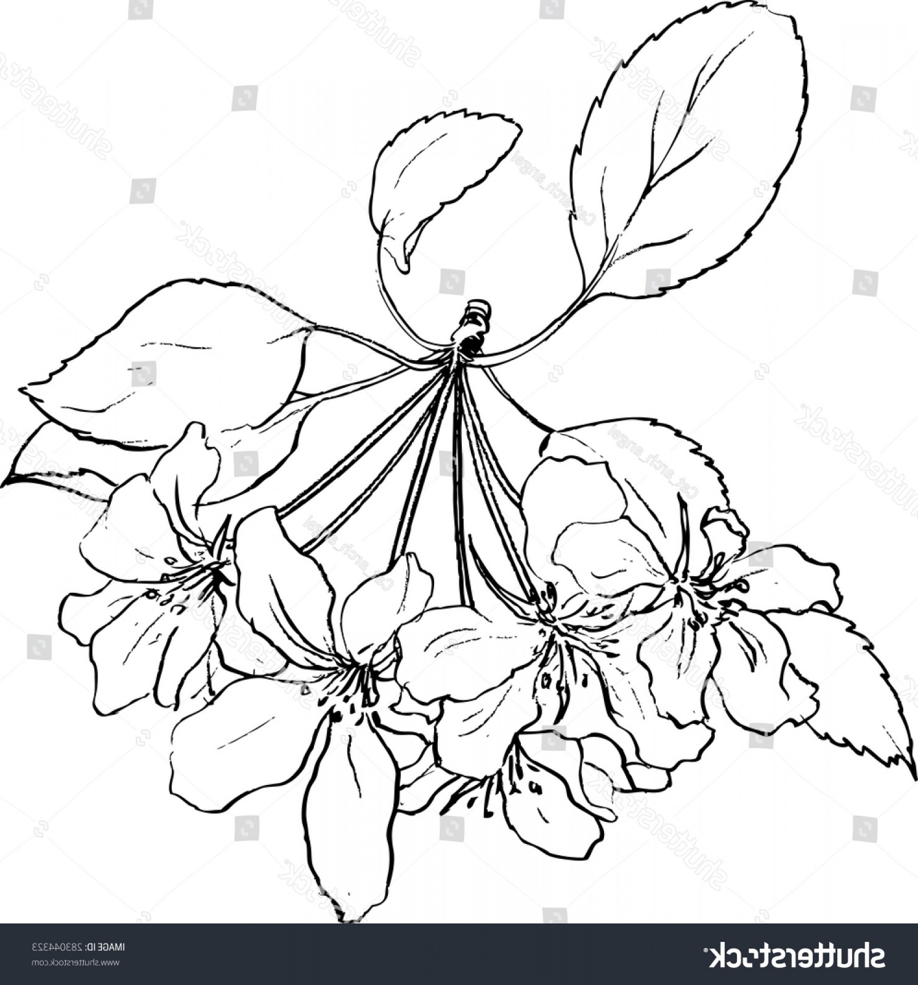 1789x1920 Spring Flowers Apple Tree Line Drawing Lazttweet - Apple Line Drawing