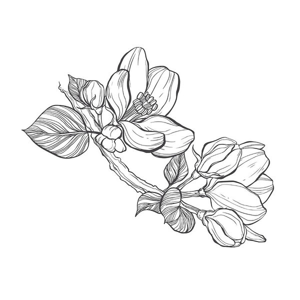 600x600 Branch Apple Tree Vector Illustration, Sketch Isolated Outline - Apple Outline Drawing