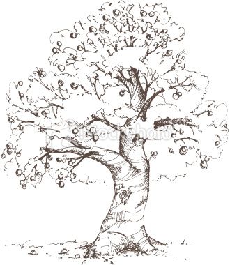 330x380 hand drawn apple tree drawn in loose, sketchy style xl - Apple Tree Drawing