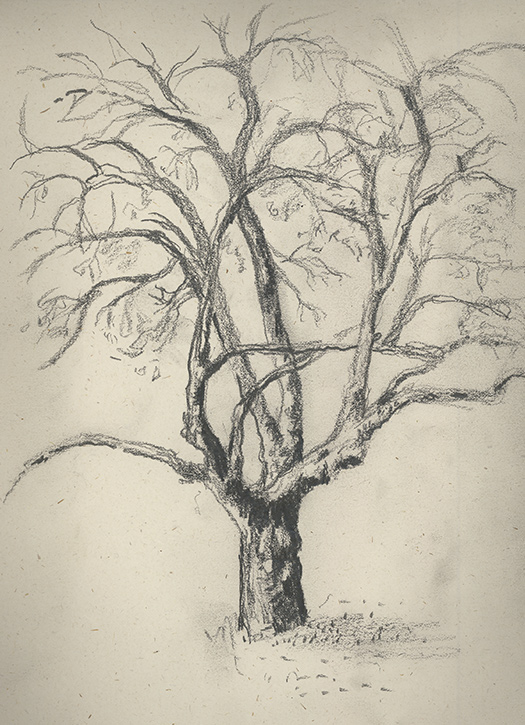 525x725 King Apple Tree To New Waves - Apple Tree Drawing