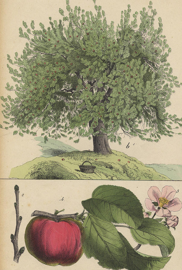 605x900 Apple Tree And Fruit Drawing - Apple Tree Drawing