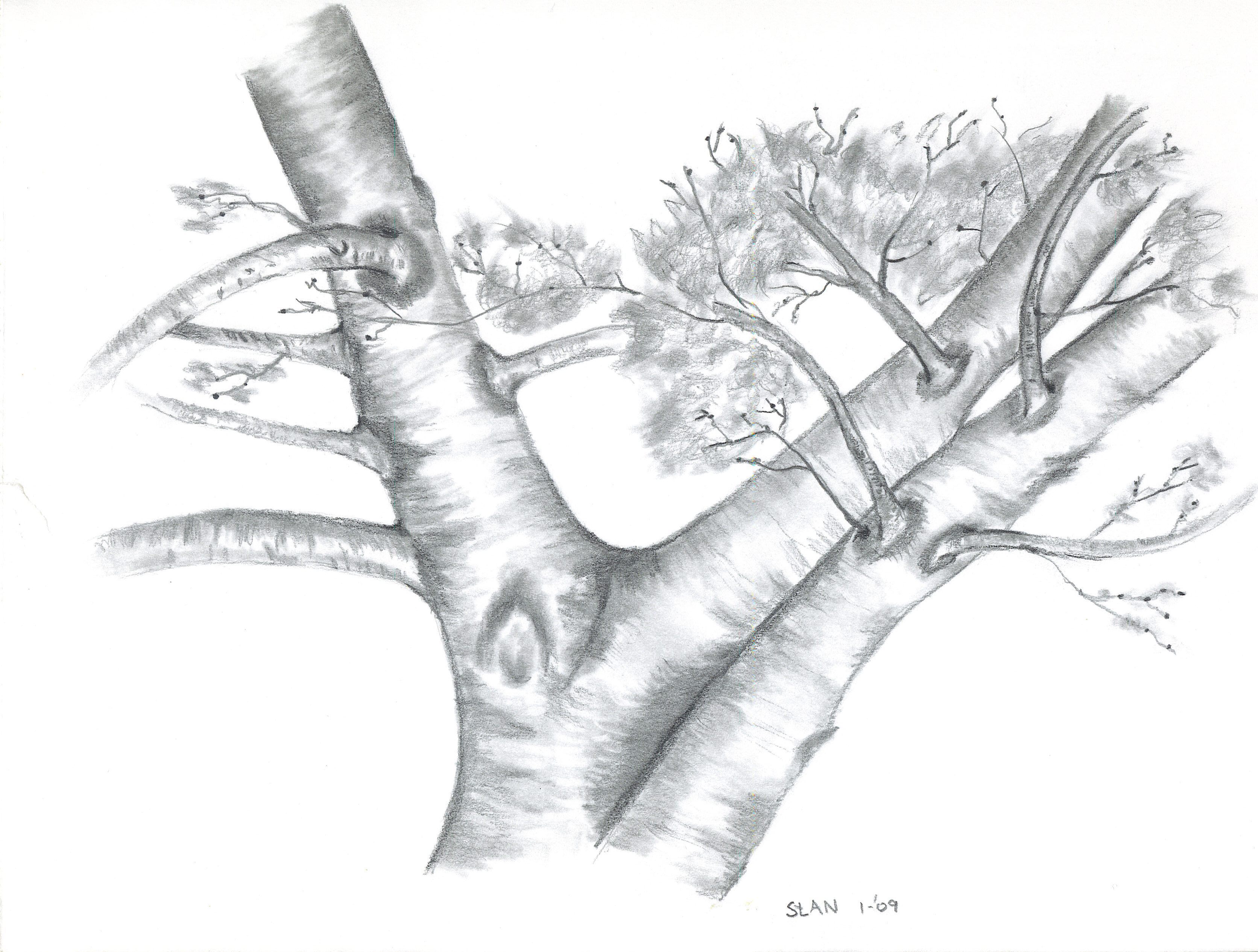 3344x2530 Stan Dzoga Artwork Apple Tree Original Drawing Pencil Nature Art - Apple Tree Drawing