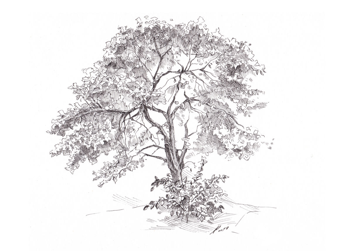 Apple Tree Drawing At Paintingvalley Com Explore Collection Of