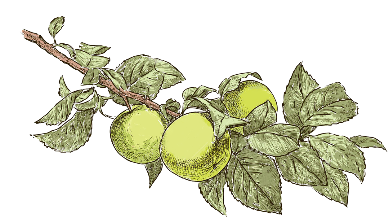 Apple Tree Drawing at Explore collection of Apple