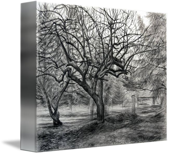 650x592 Apple Tree Drawing - Apple Tree Drawing