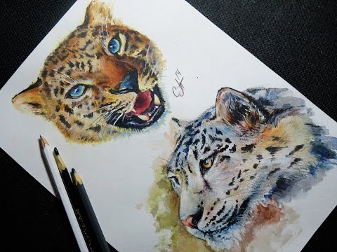 480x360 Leopard - Aquarelle Drawing
