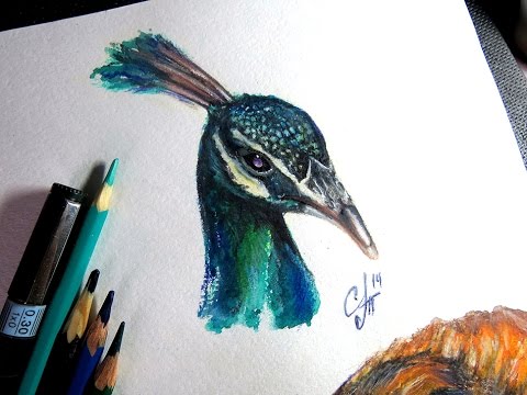 480x360 Peafowl - Aquarelle Drawing