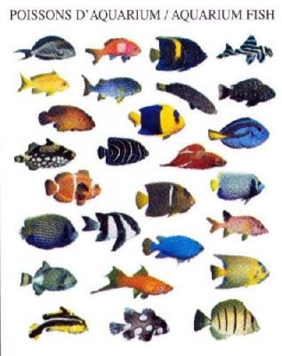 317x400 fish are easy to draw with success put a poster like this - Aquarium Fish Drawing