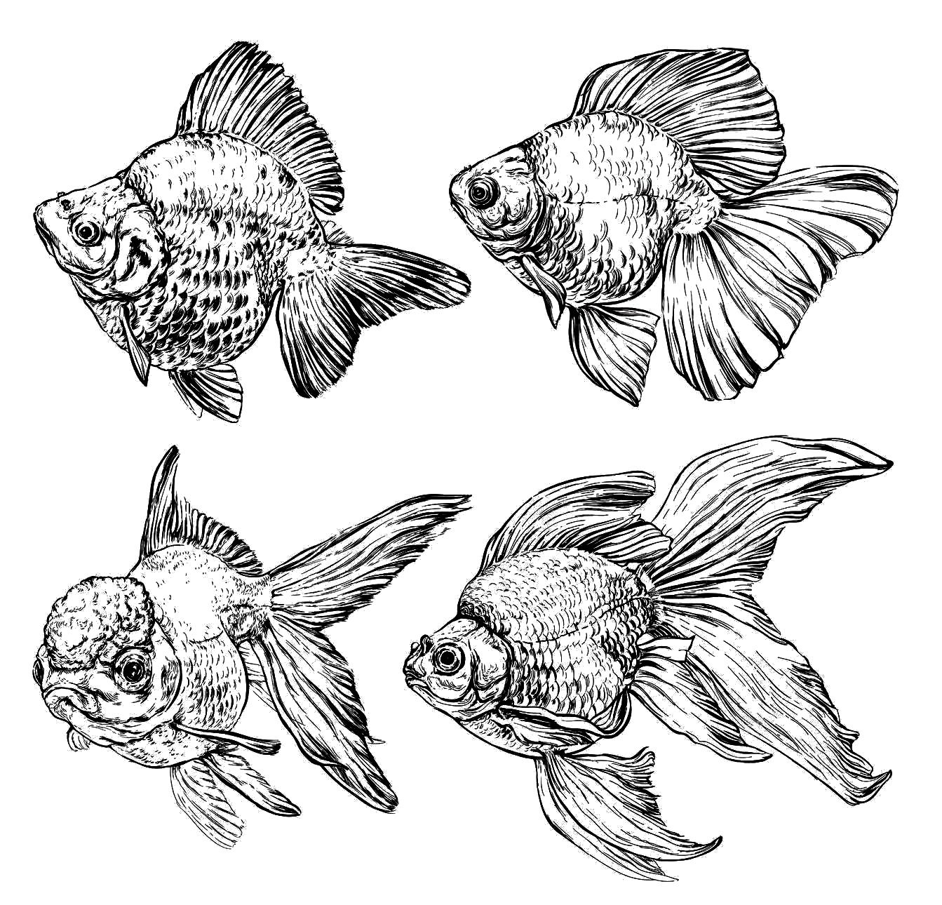 1343x1290 In Fish Drawings, Goldfish - Aquarium Fish Drawing