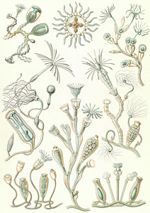 212x300 aquatic drawings fine art america - Aquatic Drawing