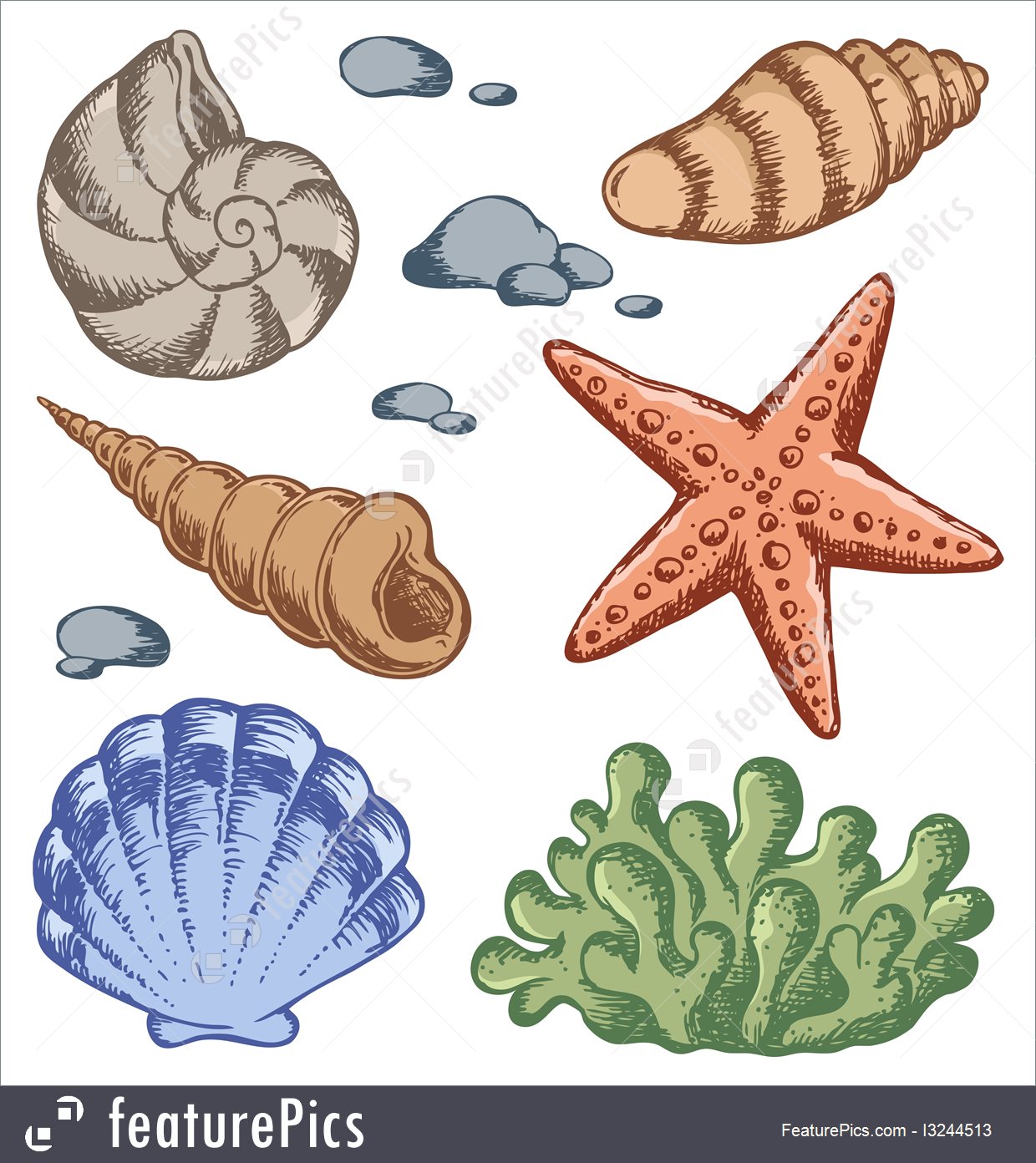 1240x1392 aquatic wildlife sea shells drawings - Aquatic Drawing