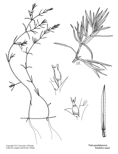 390x505 faqs native aquatic plants spreading in lake murray coves - Aquatic Drawing