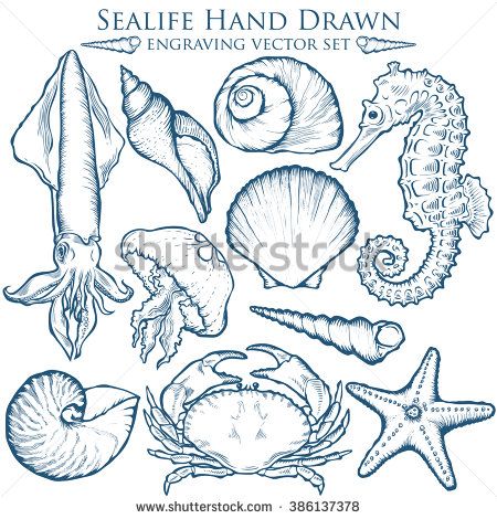 450x470 seashell, sea shell, starfish nature sea ocean wild aquatic - Aquatic Drawing