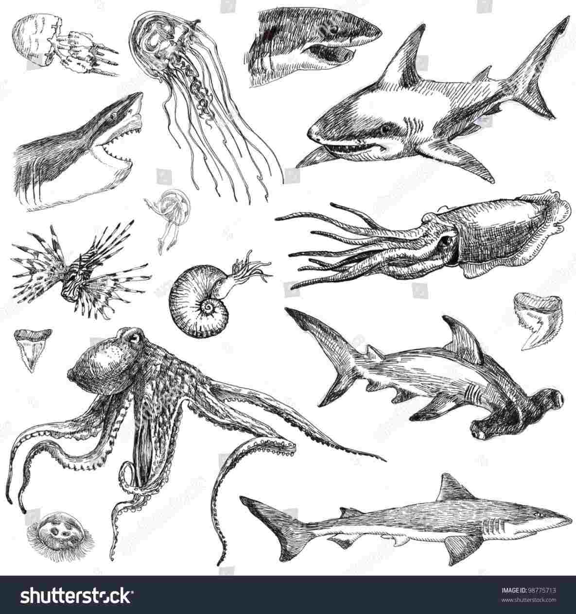 1185x1264 rhshutterstockcom set drawing of aquatic animal cute aquatic - Aquatic Drawing